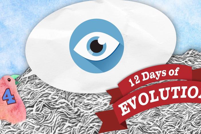 Can Evolution Make an Eye? - 12 Days of Evolution #4: asset-mezzanine-16x9