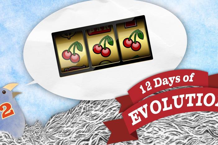 Is Evolution Random? - 12 Days of Evolution #2: asset-mezzanine-16x9