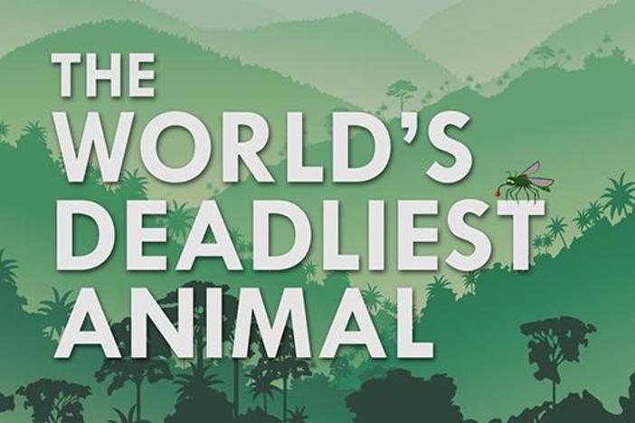 What’s the Deadliest Animal in the World?: asset-mezzanine-16x9