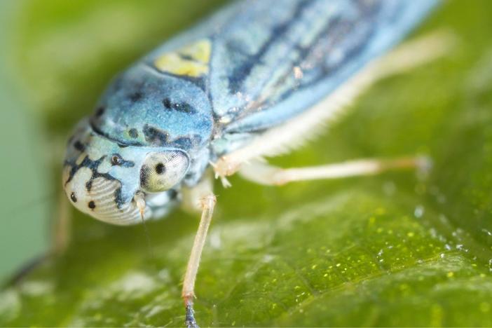 Sharpshooter Insects’ Vibrations Spell Trouble in Vineyards: asset-mezzanine-16x9