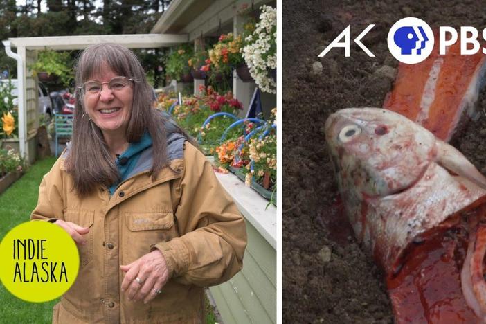 How to heal your soil on an island covered in volcanic ash | INDIE ALASKA: asset-mezzanine-16x9
