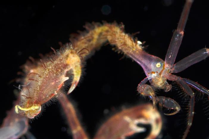 Skeleton Shrimp Use 18 Appendages to Feed, Fight and ... Frolic: asset-mezzanine-16x9