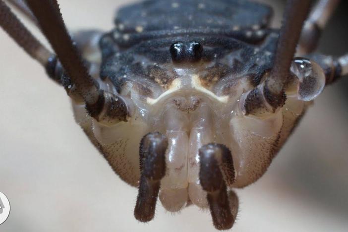 Daddy Longlegs Risk Life ... and Especially Limb ... to Survive: asset-mezzanine-16x9