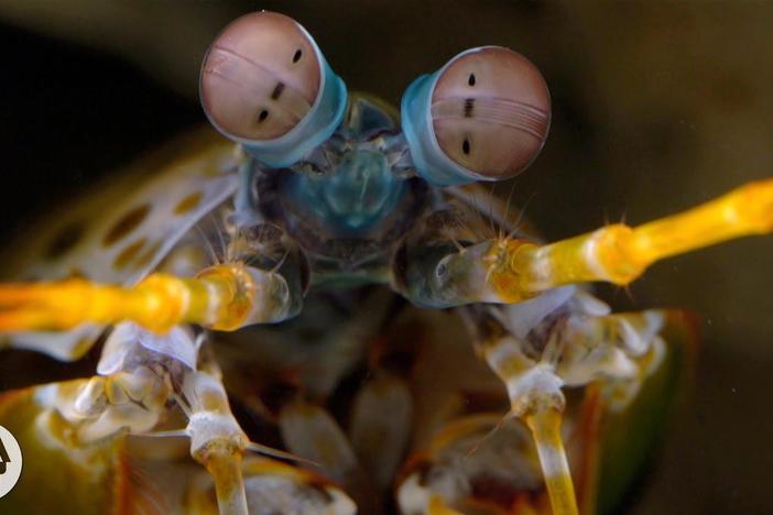 The Snail-Smashing, Fish-Spearing, Eye-Popping Mantis Shrimp: asset-mezzanine-16x9
