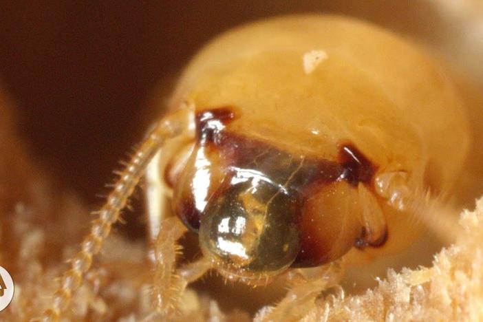 These Termites Turn Your House into a Palace of Poop: asset-mezzanine-16x9