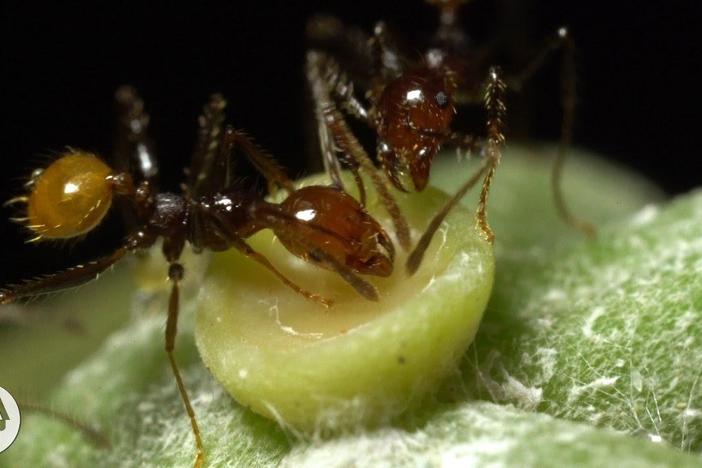 The Double-Crossing Ants to Whom Friendship Means Nothing: asset-mezzanine-16x9