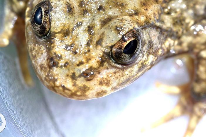 Can the Frog Apocalypse be Stopped by a New "Vaccine" ?: asset-mezzanine-16x9