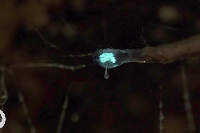 These Carnivorous Worms Catch Bugs by Mimicking the Night Sky: asset-mezzanine-16x9