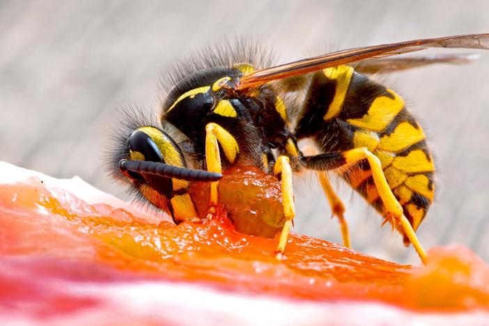 Meet the Meat Bee... the Western Yellowjacket!: asset-mezzanine-16x9