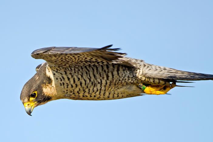 Here's Why Peregrine Falcons Are the Top Guns of the Sky: asset-mezzanine-16x9