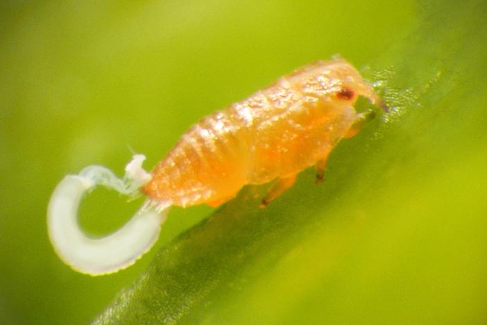 Citrus Psyllids Bribe Ants With Strings Of Candy Poop: asset-mezzanine-16x9