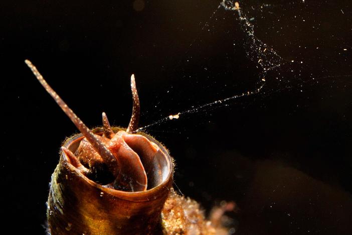This Snail Goes Fishing With a Net Made of Slime: asset-mezzanine-16x9