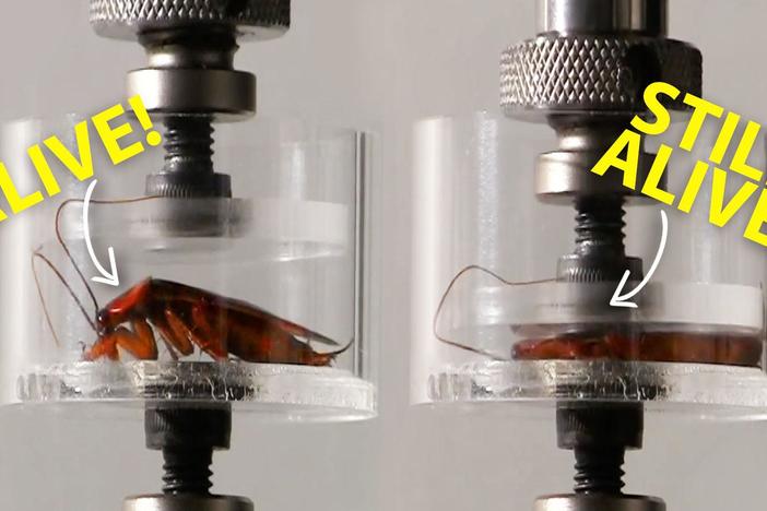 Cockroach vs. Hydraulic Press: Who Wins?: asset-mezzanine-16x9