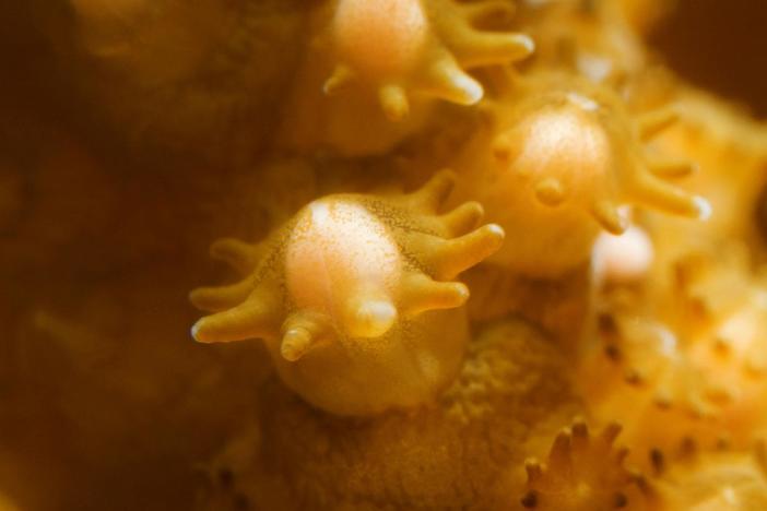 Witness the Nighttime Magic of Spawning Coral: asset-mezzanine-16x9