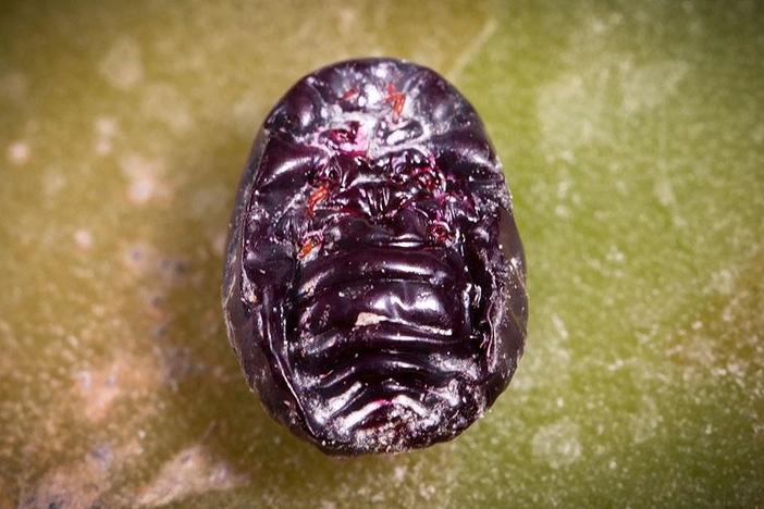 Meet the Bug You Didn't Know You Were Eating: asset-mezzanine-16x9