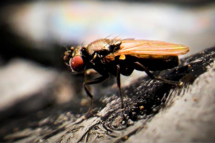How Can These Flies Live in Oily Black Tar Pits?: asset-mezzanine-16x9
