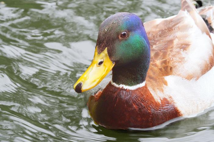 What Actually Makes Water Roll Off a Duck's Back?: asset-mezzanine-16x9