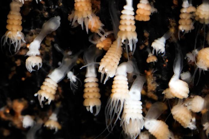 Watch Jellyfish Go Through Their “Stack of Pancakes” Phase: asset-mezzanine-16x9