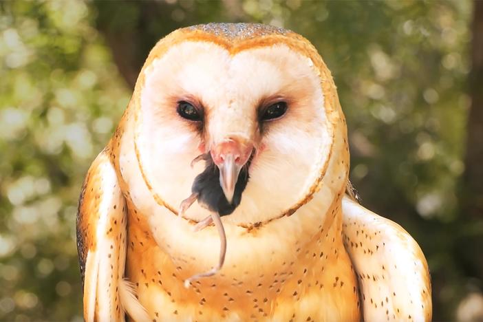 Watch Barn Owls Swallow Rodents Whole: asset-mezzanine-16x9