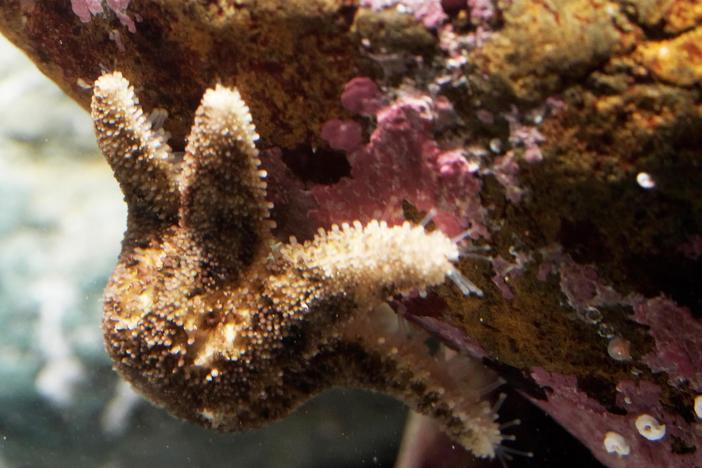 Watch This Starfish Protect Her Babies From Danger: asset-mezzanine-16x9