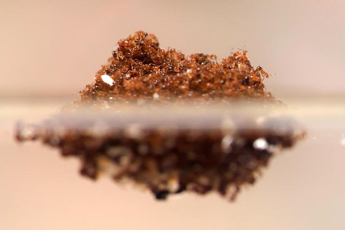 Fire Ants Turn Into a Stinging Life Raft to Survive Floods: asset-mezzanine-16x9