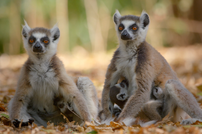Family Matters | Primates: asset-mezzanine-16x9