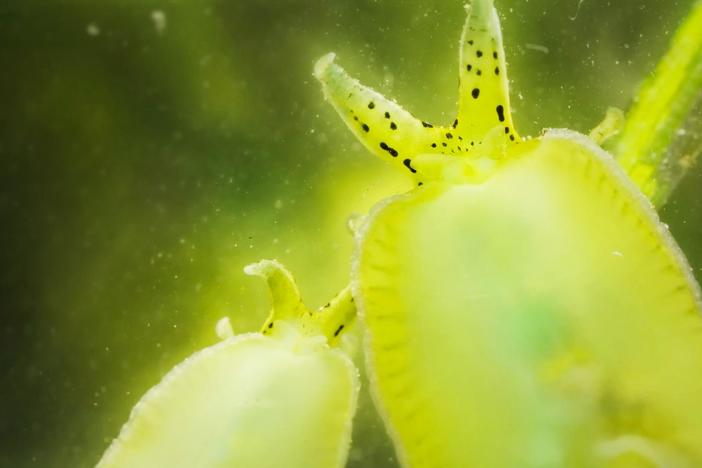 See Sea Slugs Scour Seagrass by the Seashore: asset-mezzanine-16x9