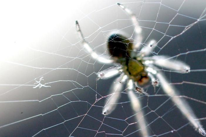 Is a Spider's Web a Part of Its Mind?: asset-mezzanine-16x9