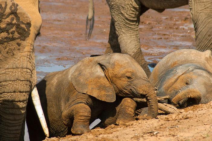 Elephants: asset-mezzanine-16x9