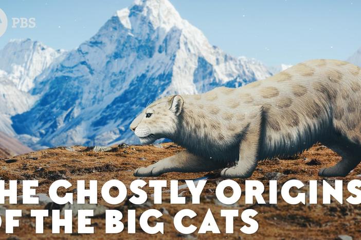 The Ghostly Origins of the Big Cats: asset-mezzanine-16x9