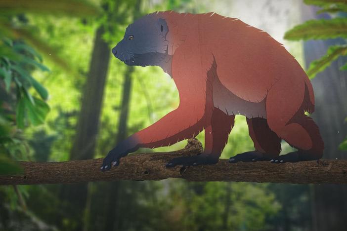 When Giant Lemurs Ruled Madagascar (ASL): asset-mezzanine-16x9