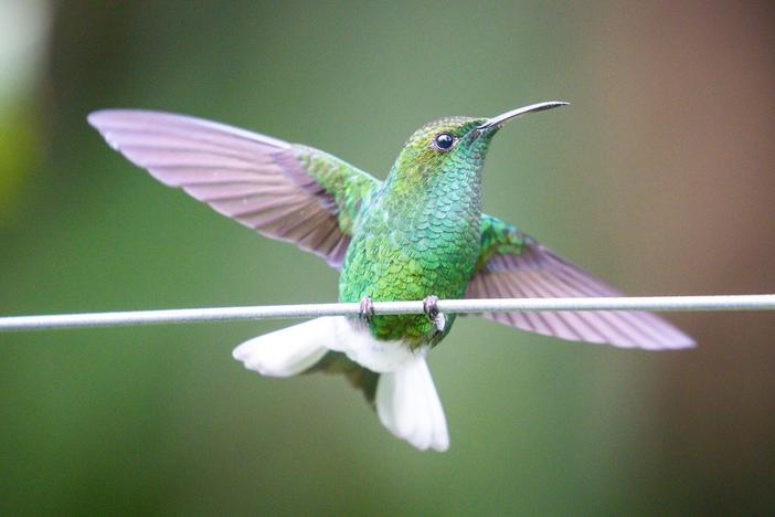 The Hummingbird Effect: asset-mezzanine-16x9