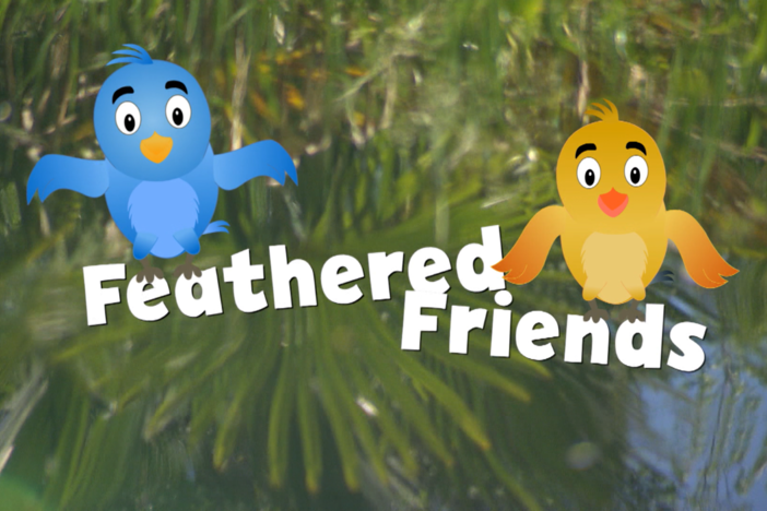 Feathered Friends: asset-mezzanine-16x9