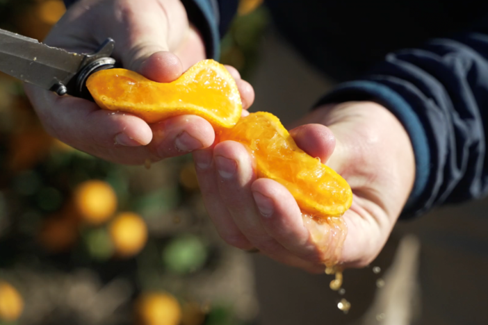 Georgia Grown Citrus: asset-mezzanine-16x9