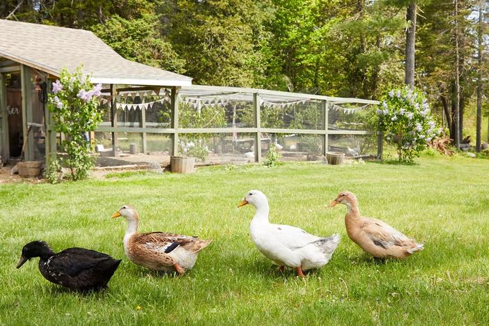Duck Duck Goose: asset-mezzanine-16x9