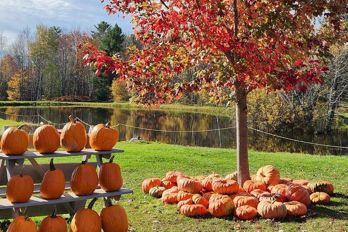 The Great Pumpkin: asset-mezzanine-16x9