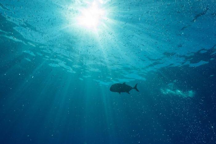 The Fish In The Sea: asset-mezzanine-16x9