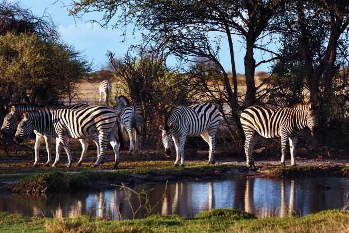 Zebra: asset-mezzanine-16x9