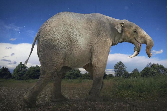 How The Elephant Got Its Trunk: asset-mezzanine-16x9