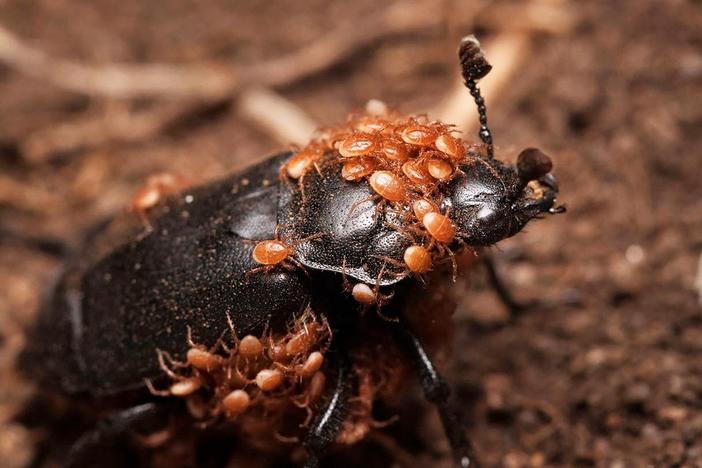 This Mite-y Beetle Buries the Dead to Start a Family: asset-mezzanine-16x9