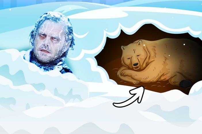 Why Don’t Humans Hibernate?: asset-mezzanine-16x9