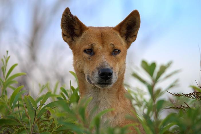 Meet the Family | Dogs in the Wild: asset-mezzanine-16x9