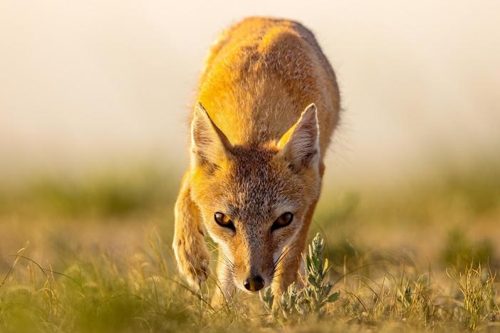 Secrets of Success | Dogs in the Wild: asset-mezzanine-16x9