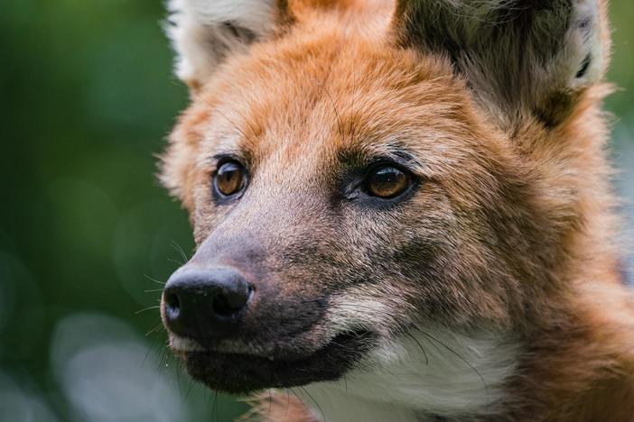 Defending Wild Dogs | Dogs in the Wild: asset-mezzanine-16x9