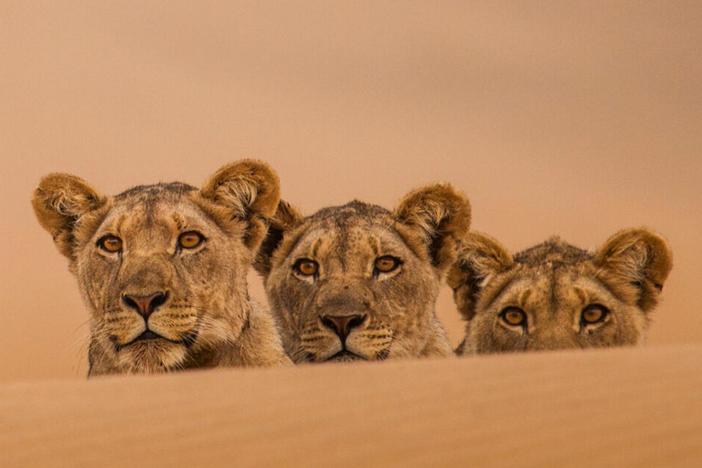 Lions of the Skeleton Coast: asset-mezzanine-16x9