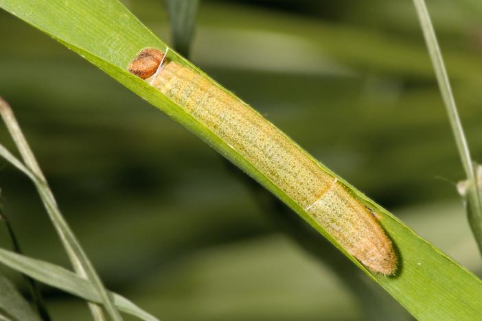 Want a Cozy, Free Home? Ask This Caterpillar How: asset-mezzanine-16x9