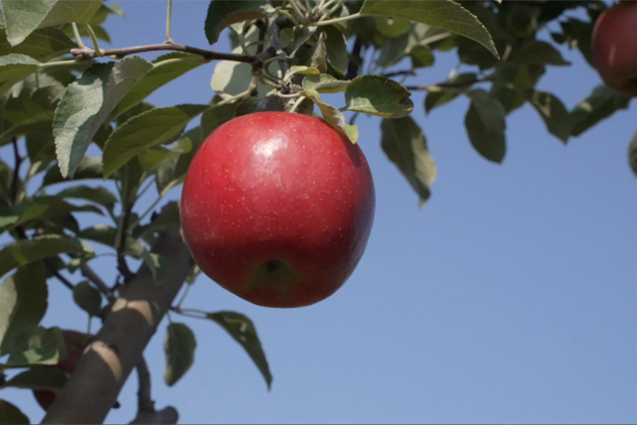 In the Orchards: asset-mezzanine-16x9
