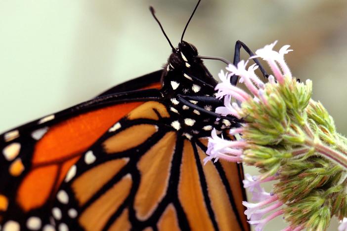 This Parasite is Cramping The Monarch Butterfly’s Style: asset-mezzanine-16x9