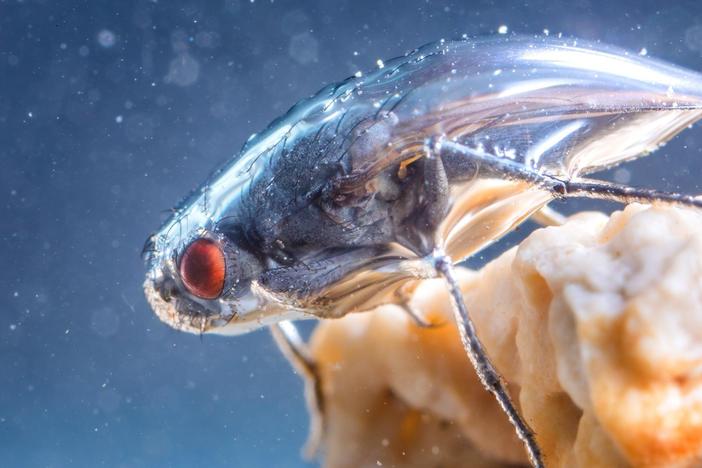 This Daring Fly Swims in a Shimmering Bubble Shield: asset-mezzanine-16x9