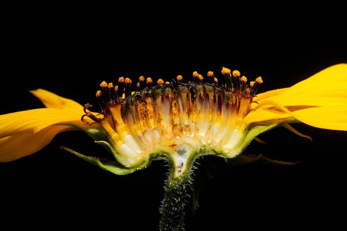 How Sunflowers Bring All the Bees to the Yard: asset-mezzanine-16x9